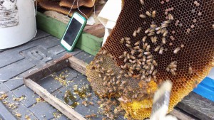 comb_being_framed