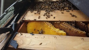 hive_in_roof